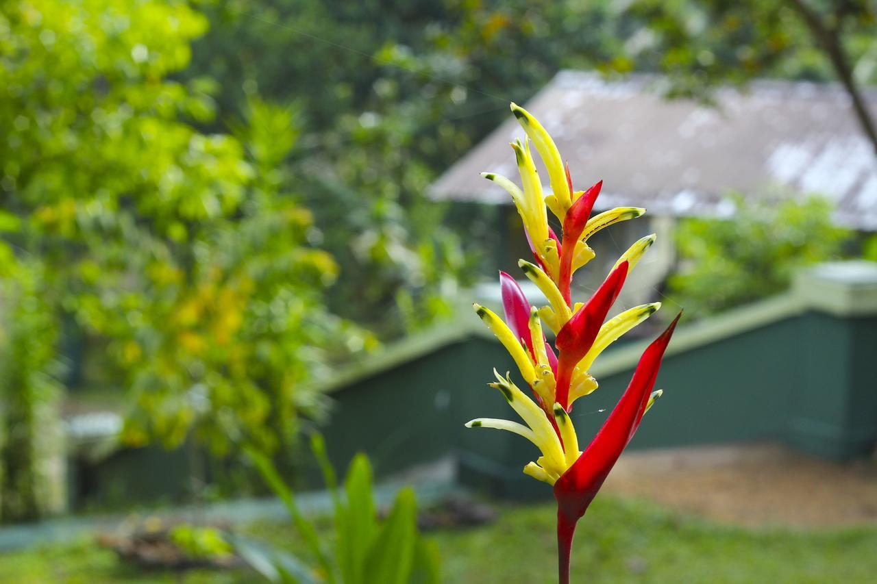Blue Magpie Lodge Sinharaja Kudawe Kültér fotó